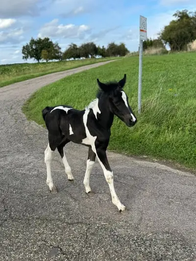 Mustang Stute Outcross mit Abstammung