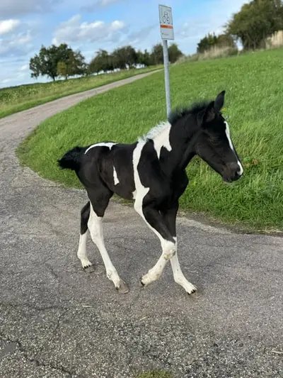 Mustang Stute Outcross mit Abstammung