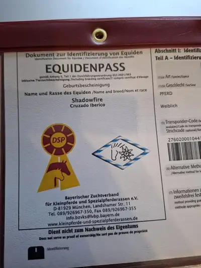 Mustang Stute Outcross mit Abstammung