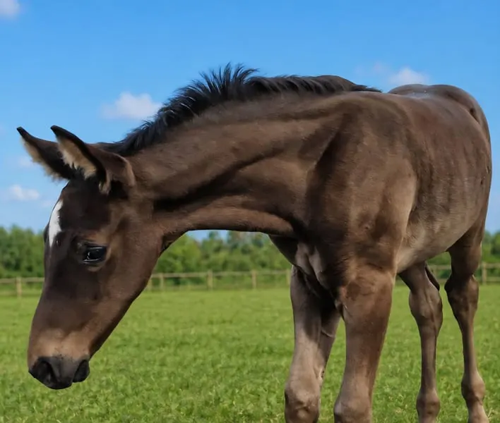 Robuster Smokey-Black Hengstfohlen, Allrounder!