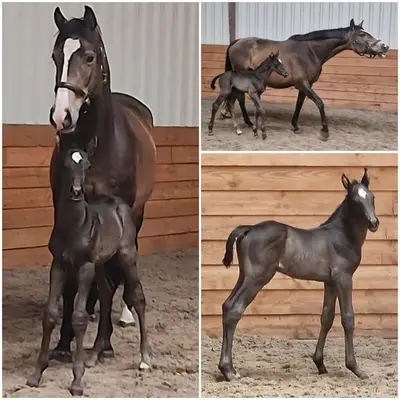 Robuster Smokey-Black Hengstfohlen, Allrounder!