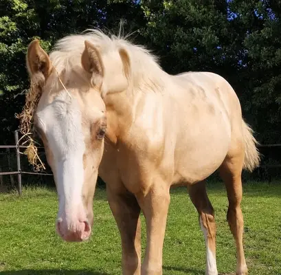Wunderschöne Palomino-Stute