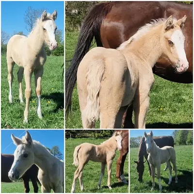 Wunderschöne Palomino-Stute