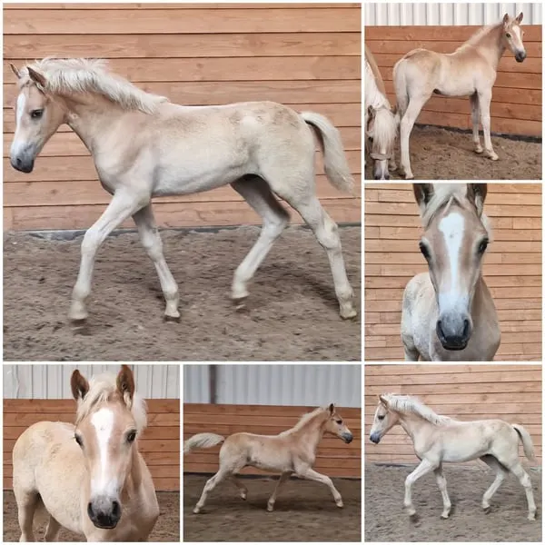 Hochwertiger Haflinger mit edlem Blut, geeignet als Material für die Hengstleistungsprüfung