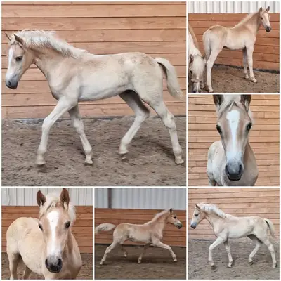 Haflinger de alta calidad con sangre noble, adecuado como material para la prueba de rendimiento de sementales