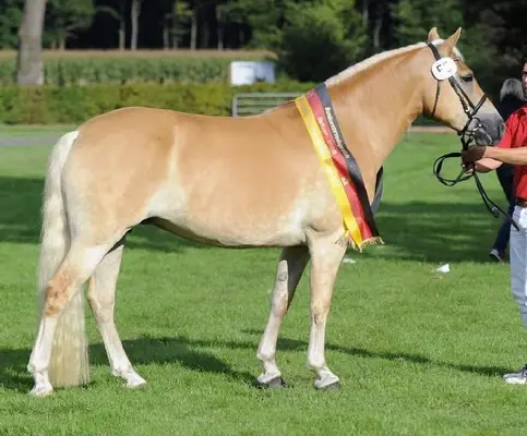 Hochwertiger Haflinger mit edlem Blut, geeignet als Material für die Hengstleistungsprüfung