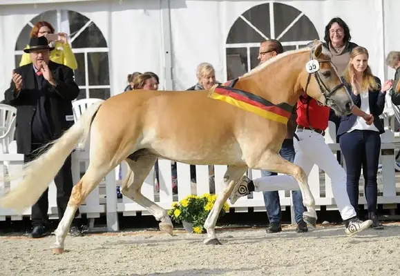 Hochwertiger Haflinger mit edlem Blut, geeignet als Material für die Hengstleistungsprüfung