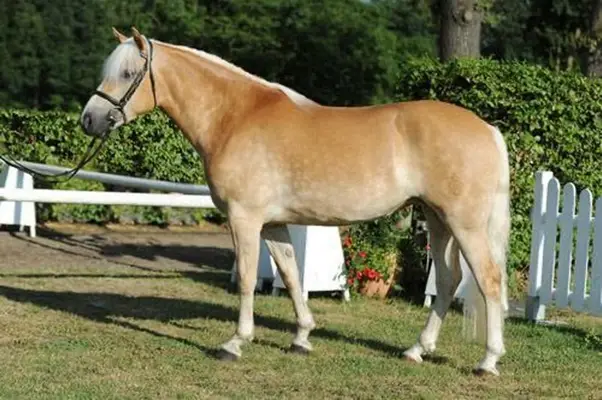 Hochwertiger Haflinger mit edlem Blut, geeignet als Material für die Hengstleistungsprüfung
