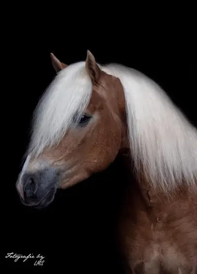 Hochwertiger Haflinger mit edlem Blut, geeignet als Material für die Hengstleistungsprüfung