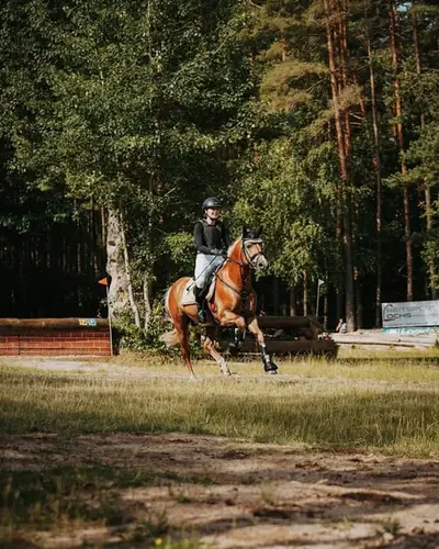 Hochwertiger Haflinger mit edlem Blut, geeignet als Material für die Hengstleistungsprüfung