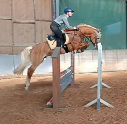 Hochwertiger Haflinger mit edlem Blut, geeignet als Material für die Hengstleistungsprüfung