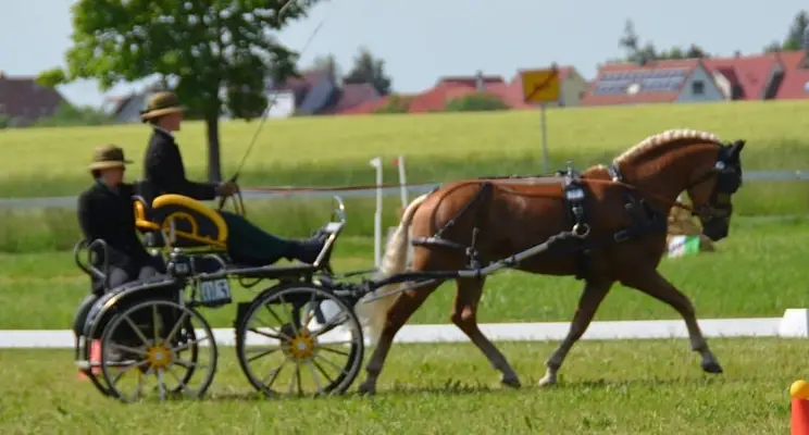 Hochwertiger Haflinger mit edlem Blut, geeignet als Material für die Hengstleistungsprüfung