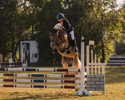 Hochwertiger Haflinger mit edlem Blut, geeignet als Material für die Hengstleistungsprüfung