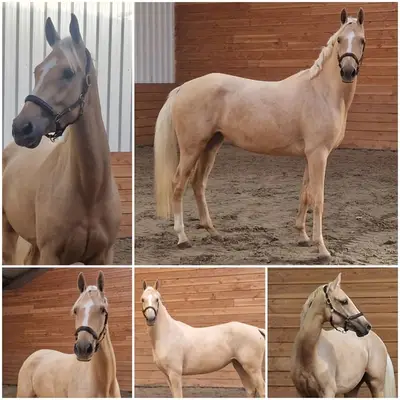 Vielversprechender Nachwuchs-Eventer!