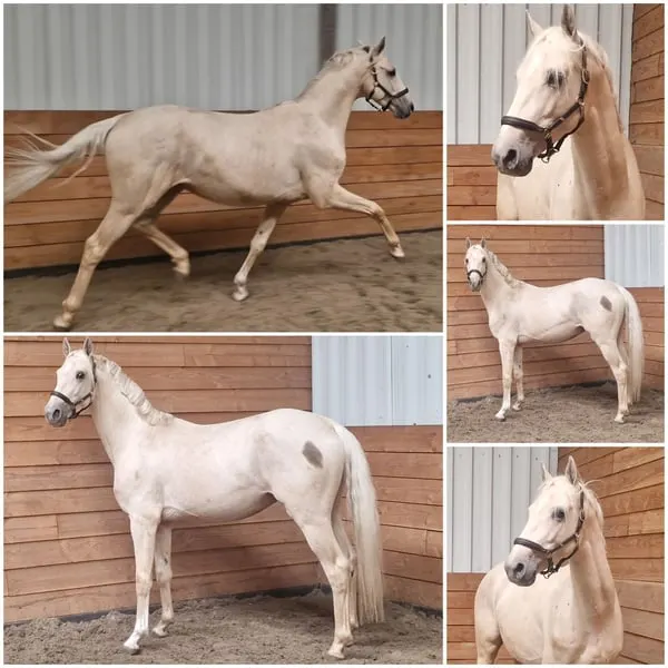 Gave 3-jähriger Palomino-Hengst