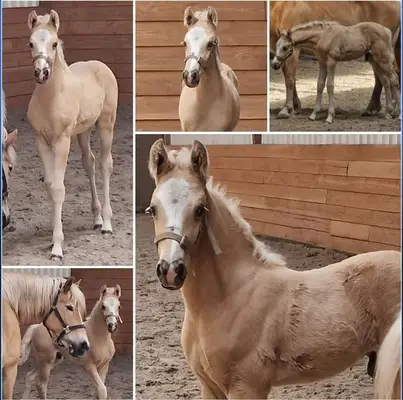 ¡Potro palomino del cruce Gave!!