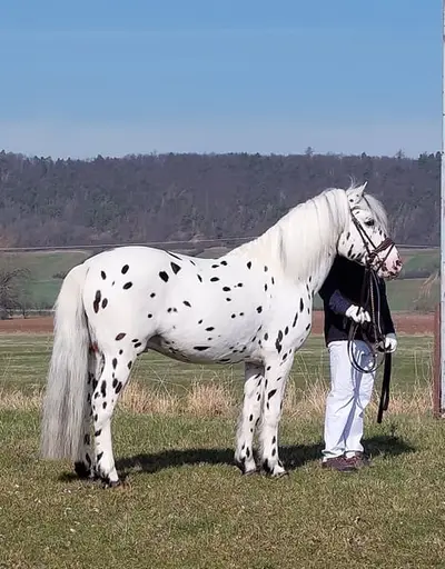 Deckanzeige - KnabstrupperPonyhengst