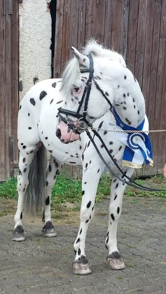 Deckanzeige - KnabstrupperPonyhengst