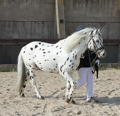 Deckanzeige - KnabstrupperPonyhengst