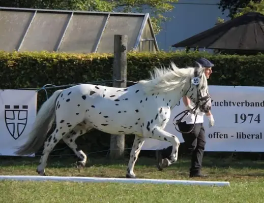 Deckanzeige - KnabstrupperPonyhengst