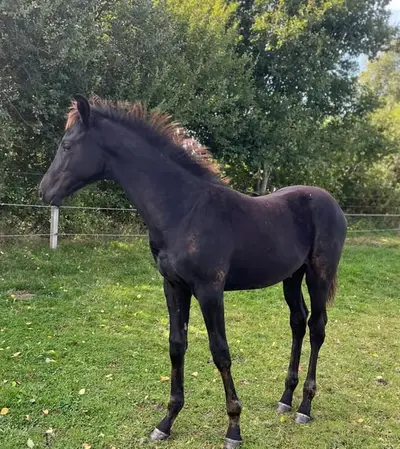 Yearling Stallion by Maddox