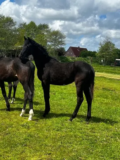 Hengst Jährling von Maddox