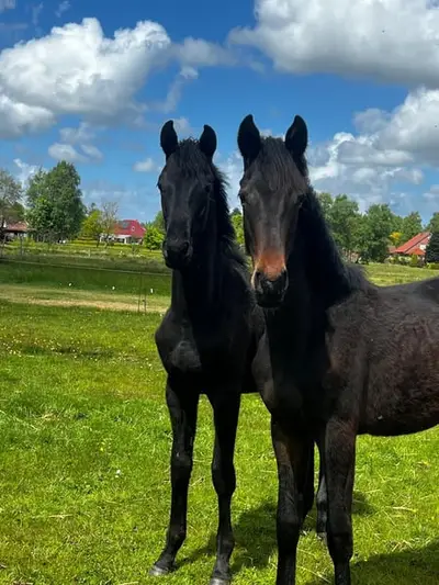 Hengst Jährling von Maddox