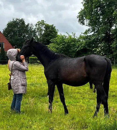 Hengst von Majestic