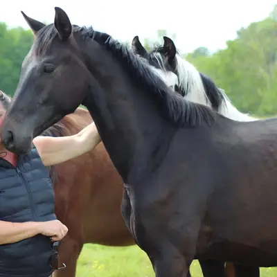Hengst von Majestic