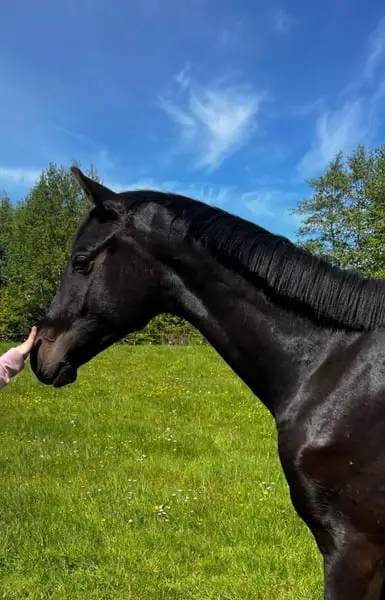 Hengst von Majestic
