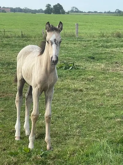 Buckskin Filly Foal