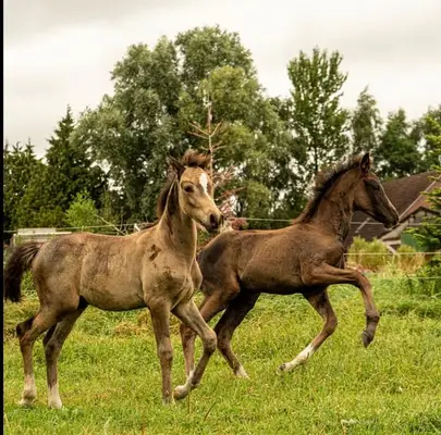 Bucksin Hengstfohlen