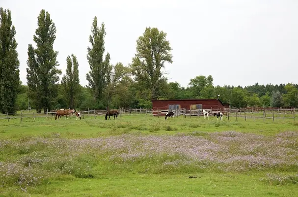 Freie Pferdeplätze auf der El Bronco Ranch (Ungarn)