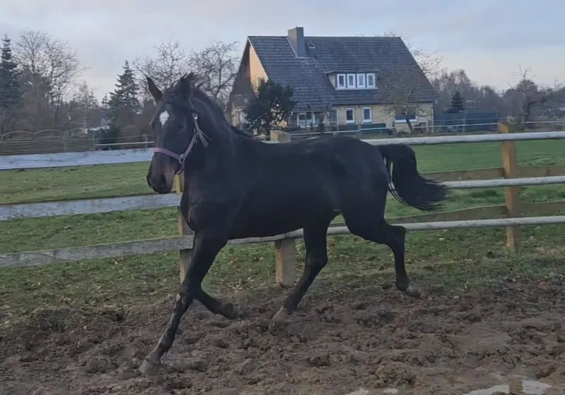 Typvoller Youngster mit tollen Bewegungen
