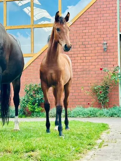 Filly foal by Vitalamour