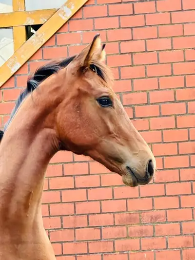 Stutfohlen von Vitalamour