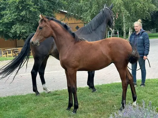 Stutfohlen von Vitalamour
