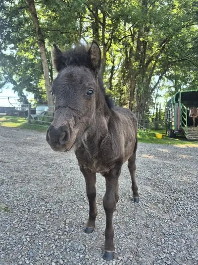 Tolles Shetlandpony mit guter Abstammung