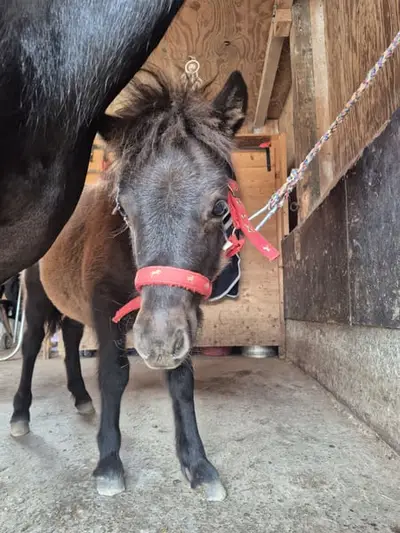 Tolles Shetlandpony mit guter Abstammung