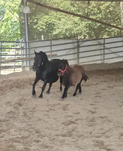 Tolles Shetlandpony mit guter Abstammung