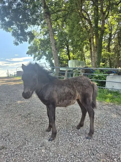 Tolles Shetlandpony mit guter Abstammung