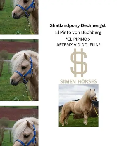 Tolles Shetlandpony mit guter Abstammung