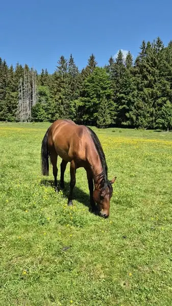 Hübscher Junghengst, Familienpferd, dunkelbraun