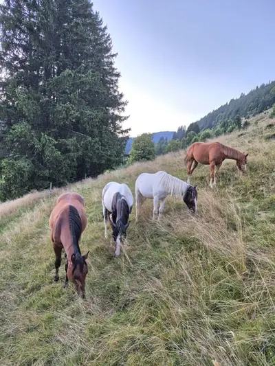 Hübscher Junghengst, Familienpferd, dunkelbraun