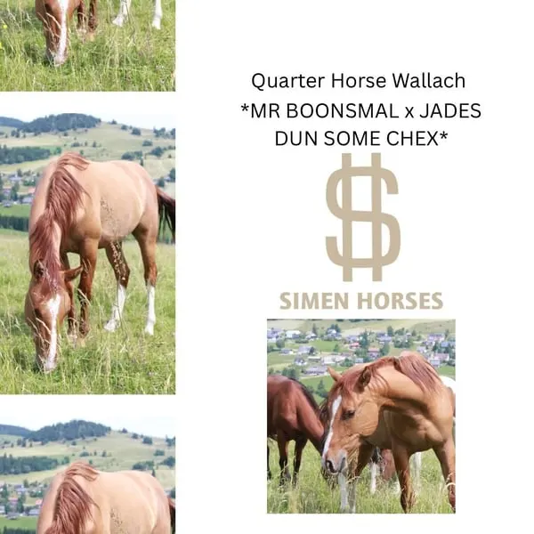 Toller Quarter Horse Wallach, red dun, 05/23