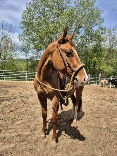 Toller Quarter Horse Wallach, red dun, 05/23