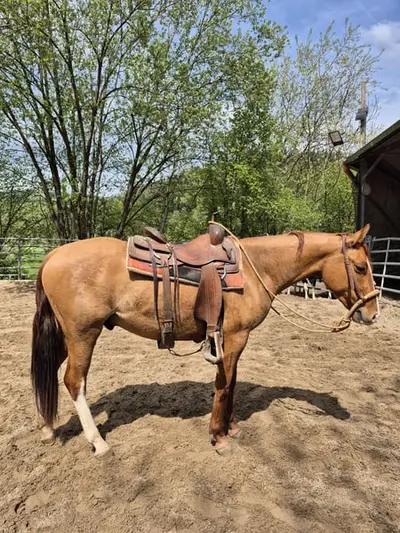 Toller Quarter Horse Wallach, red dun, 05/23
