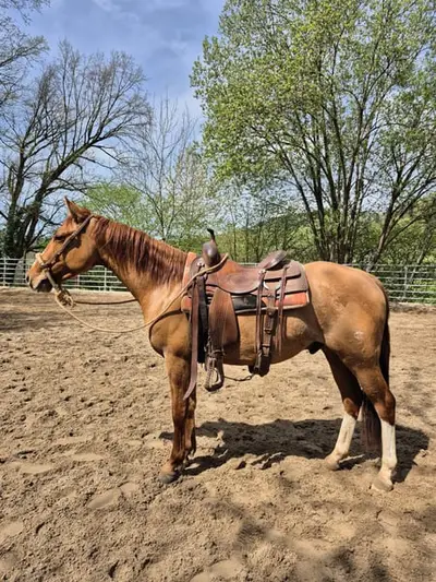 Toller Quarter Horse Wallach, red dun, 05/23