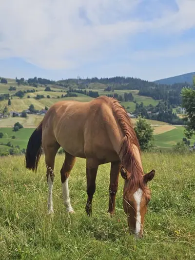 Toller Quarter Horse Wallach, red dun, 05/23