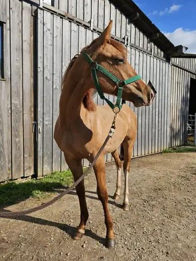Toller Quarter Horse Wallach, red dun, 05/23